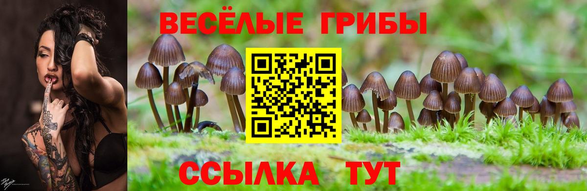 Галлюциногенные грибы Psilocybine cubensis Пушкино